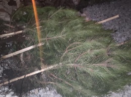 Полицейские Кривого Рога нашли и вернули школе украденные деревья