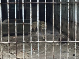 Одинокий и худой: в каких условиях живет волк из запорожского зоопарка
