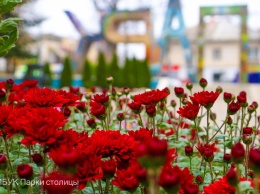 В Детском парке Симферополя зацвели хризантемы