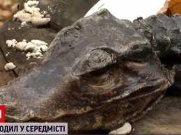 Киевлянка обнаружила на клумбе крокодила