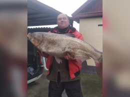 Рыба мечты: 37 килограммовый толстолобик полчаса "катал" рыбака по водоему