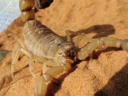В Египте курортный город заполонили скорпионы: есть жертвы