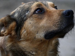 В Запорожье семейная пара морила голодом и избивала своих собак