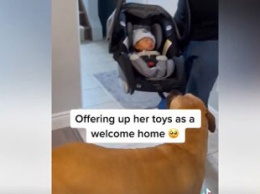 В сети показали душевные кадры, где собака встречала новорожденного ребенка