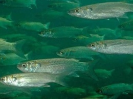 В Мариуполе остановился промысел рыбы