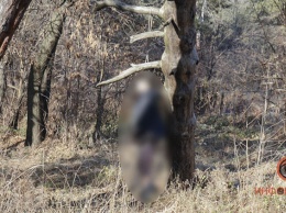 В сквере Приднепровска нашли повешенного на дереве мужчину