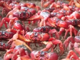 Остров Рождества заполнили миллионы красных крабов