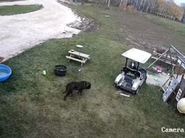 Неудачно покатался. В Канаде пес «за рулем» гольф-мобиля врезался в грузовичок хозяина (ВИДЕО)