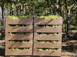 Правительство РФ выделило дополнительные 1,6 млрд руб на строительств центра селекции винограда в Крыму