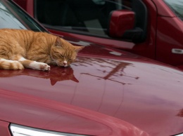Осторожно котик: как случайно не убить животное, если вы автомобилист