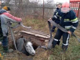 В Гупаловке лошадь оказалась в ловушке: понадобилась помощь спасателей (ФОТО)