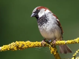 В Европе за 40 лет исчезло 600 миллионов птиц