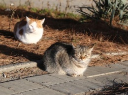 Тысячи котиков в Крыму смогут греться зимой от теплотрасс с изношенной изоляцией