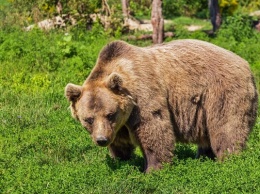 Во Франции произошла смертельная схватка медведя с охотником