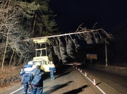 В Перевальном упавшее дерево едва не повредило троллейбусные провода