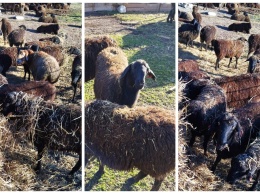 В Крым завезли 305 голов мясной породы овец