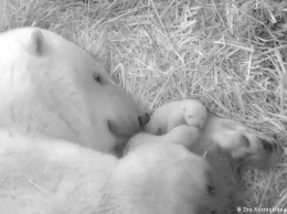 Пищат, сосут молоко и спят, или Чем занимаются белые медвежата (фото)