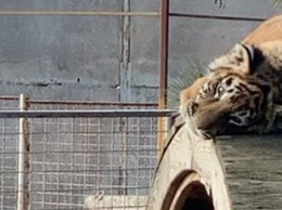 В зоопарке Запорожской области тигренок занимается спортом