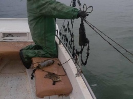 В акватории парка «Меотида» обнаружили браконьерские сети, - ФОТО