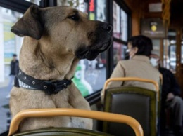 Мужчина подставил умную собаку, ездящую в автобусе каждый день