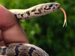 Новый вид гималайской змеи был обнаружен благодаря публикации в Instagram