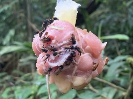 Тропические пчелы начали есть мясо и превратились в "стервятников"