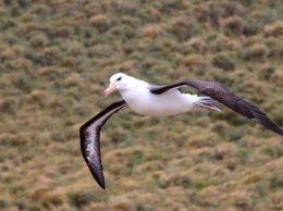 У альбатросов заметили разрушение пар из-за изменений климата