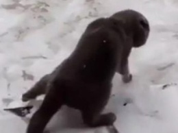 Кот забавно «танцевал» на снегу