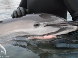 В Черном море из-за вылова камбалы массово гибнут дельфины