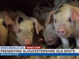 В Британии пытаются спасти от вымирания самую древнюю породу свиней