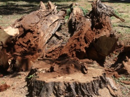 Куда обращаться жителям Днепра, чтобы спилить аварийные деревья во дворе