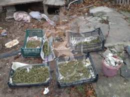 В Севастополе полицейские изъяли у местного жителя почти два килограмма марихуаны