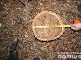 В Одесской области правоохранители разоблачили четырех "черных лесорубов"
