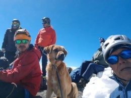 Собаку спасли с самого высокого вулкана в Мексике