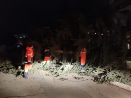 40 деревьев в Симферополе не выдержали удара стихии