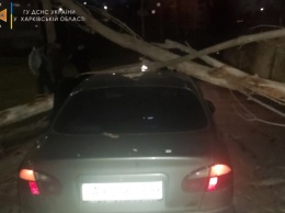 Деревья на дорогах и линиях электропередач: последствия непогоды в Харькове