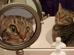 «Свет мой, зеркальце»: удивленный кот стал новой звездой Сети