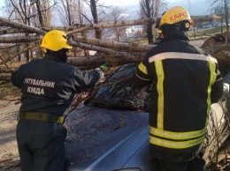 Упавшие деревья, разбитые машины и сорванная кровля: последствия бушующего ветка в Киеве