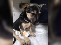 В Днепре волонтеры спасают отравленного щенка: нужна помощь