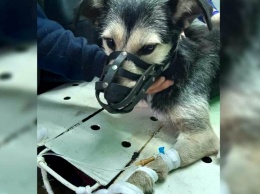 В Никополе бездомной собаке спасают орган