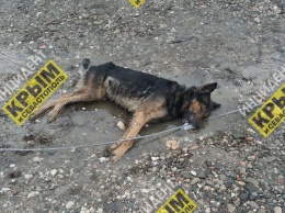 В Бахчисарайском районе собаку убило током из-за упавших проводов