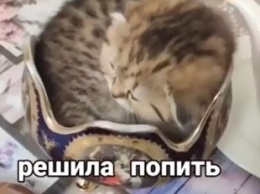 Женщина решила попить чай и обнаружила котенка в сахарнице