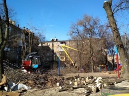 Как в Киеве убрать сухостойное дерево во дворе и сколько это будет стоить