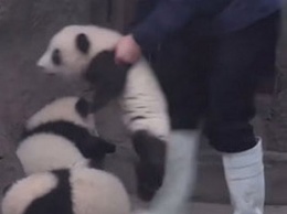 Карабкающийся по ступенькам детеныш панды покорил Сеть