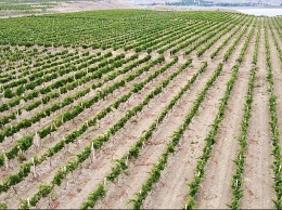 В Крыму планируется заложить более 850 гектаров виноградников