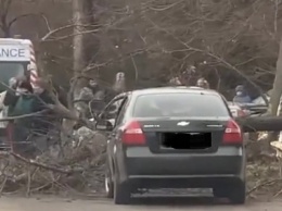 Три разбитых машины и два сломанных дерева: в Кривом Роге на возле Пионера столкнулись Kia, Lada и Chevrolet