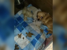 "Пытались согреться рядом с трупами собак" в Никополе женщина разводила животных ради наживы
