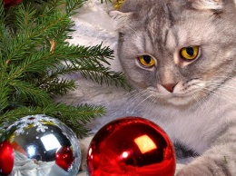 Как уберечь новогоднюю елку от кота