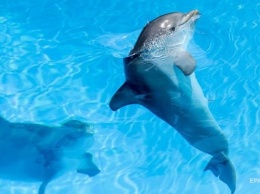 В России завели дело из-за перевозки дельфина в Украину