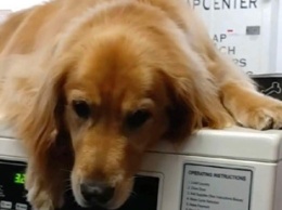 Забавная привычка: в США собака ежедневно лежит на стиральных машинах